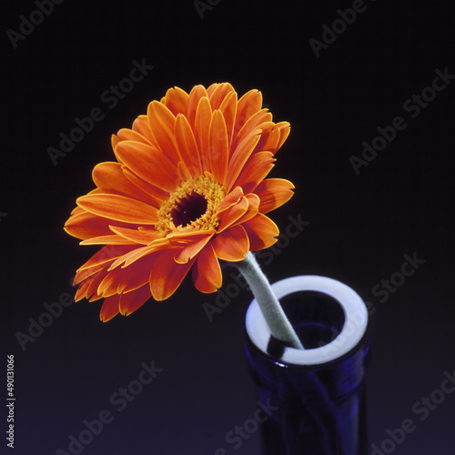 Gerbera Bluete in blauer Flasche photo