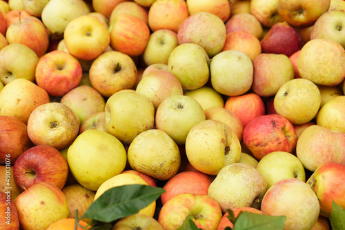 Lots of Yellow ripe apples background.fruit for sale on the market