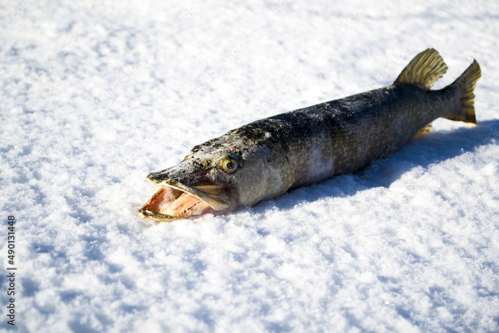 Freshly caught pike lie on the white snow.
