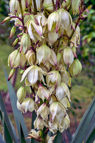 Fritillaries tree