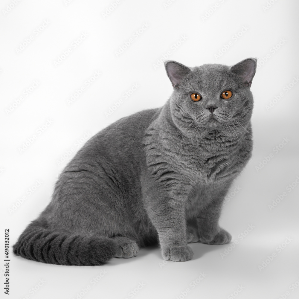 Blue grey british shorthair cat on the white studio background