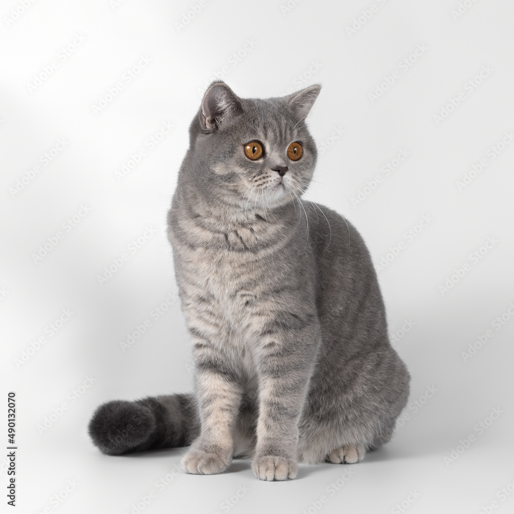 Obraz premium British blue spotted shorthair cat on the white studio background