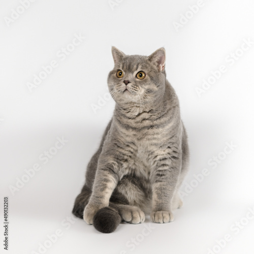 British blue spotted shorthair cat on the white studio background