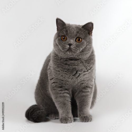 Blue grey british shorthair cat on the white studio background