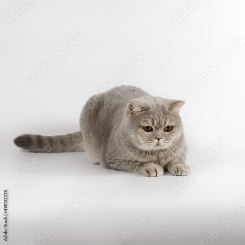British blue spotted shorthair cat on the white studio background