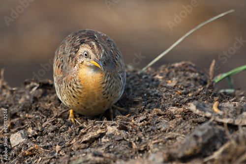 yellow legged buttonquail photo