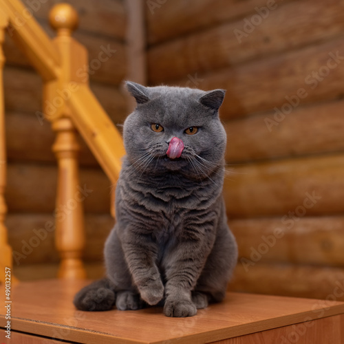 British blue grey shorthair cat, wooden house, cat tongue