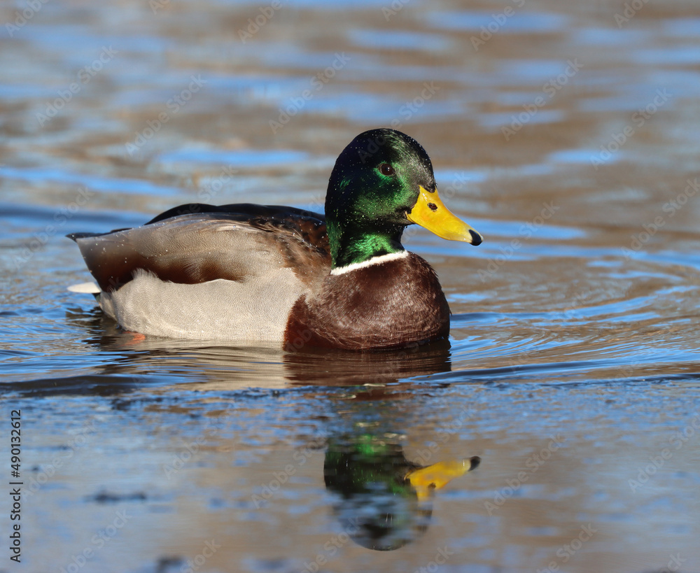 mallard mallard