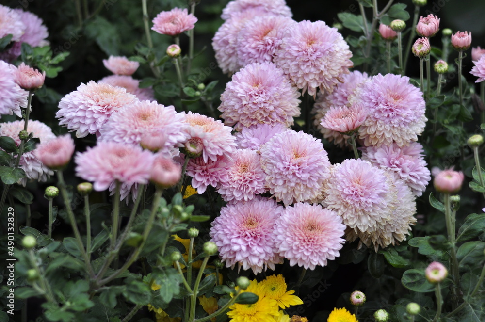 Flowers garden chrysanthemums. Chrysanthemums in the garden. Flowers garden chrysanthemums. Chrysanthemums in the garden.