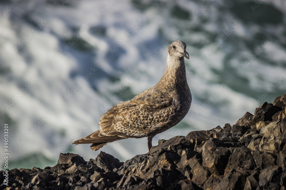 Obraz premium Seagull