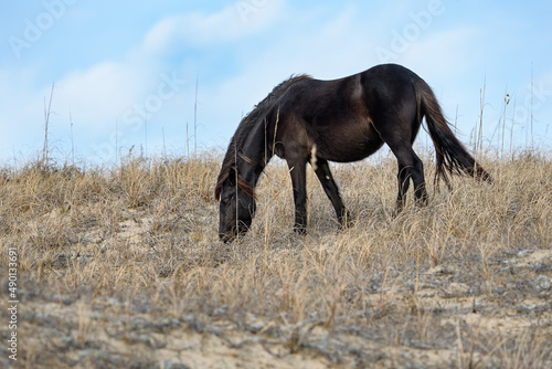 Beautiful wild mare grazing along the top of the dunes on North Carolina's northern Outer Banks. photo