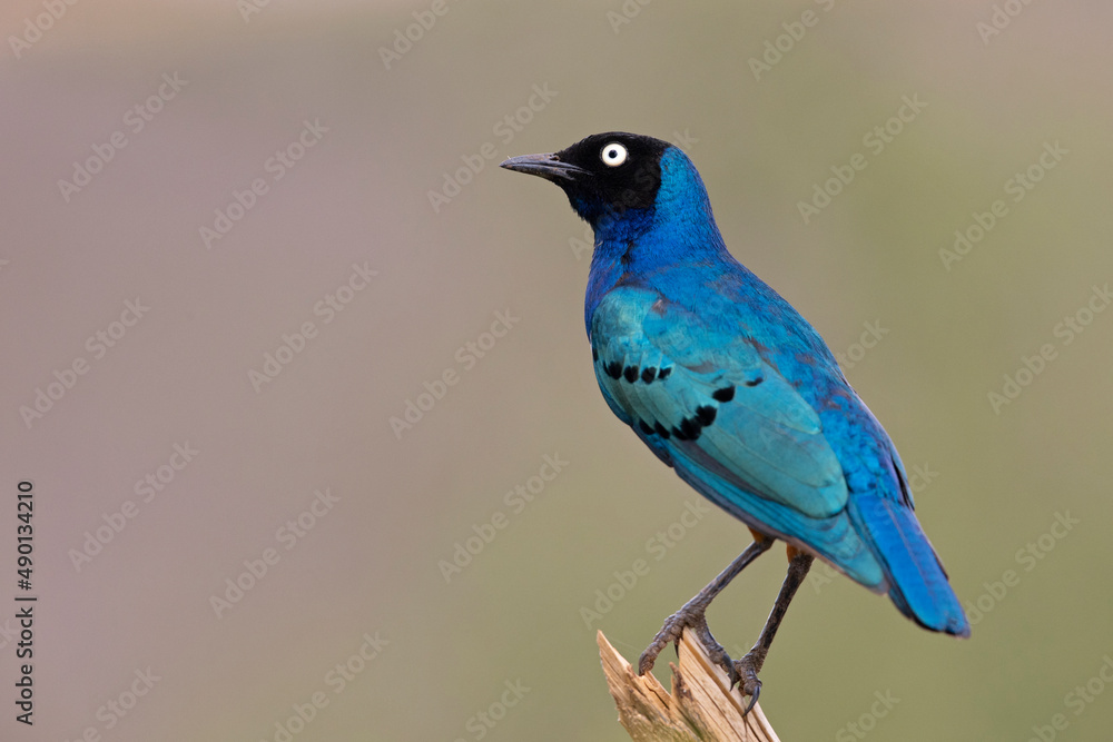 Obraz premium A Superb Starling (Lamprotornis superbus) perched on a branch in Kenya.