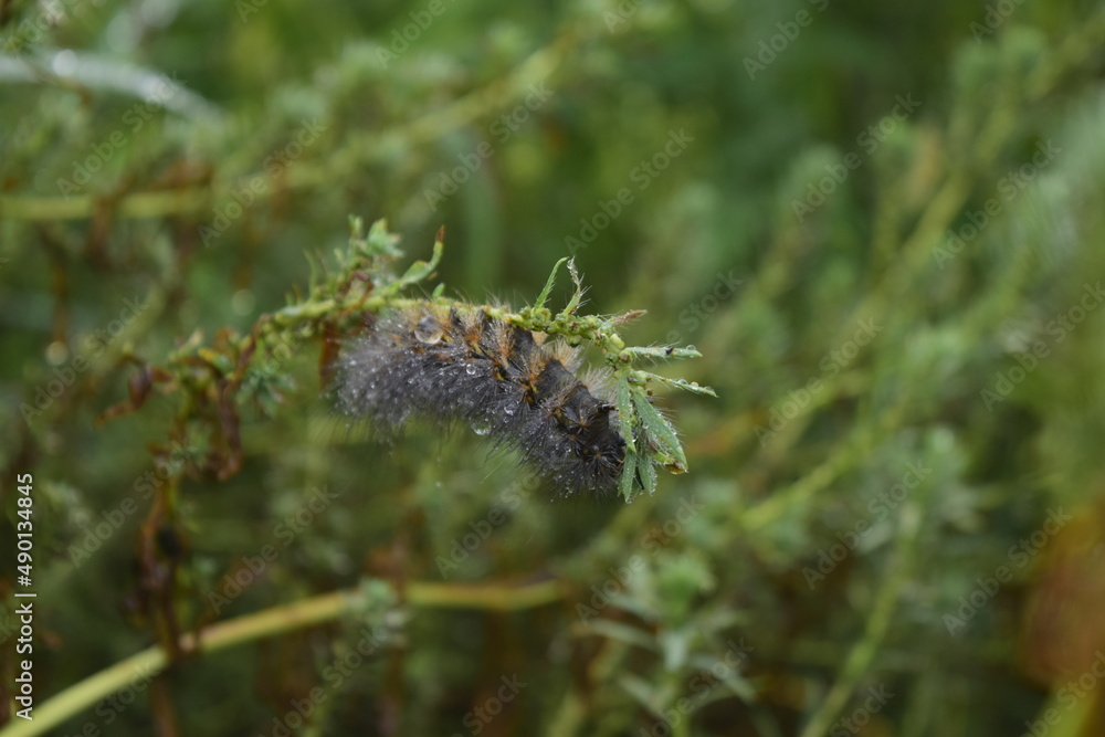 caterpillars feeding on plants, butterfly worms, cluster larvae, moths, scorpions, beetles, fiddler spiders, spiders, black widows
caterpillars feeding on plants, butterfly worms, cluster larvae, moths, scorpions, beetles, fiddler spiders, spiders, black widows