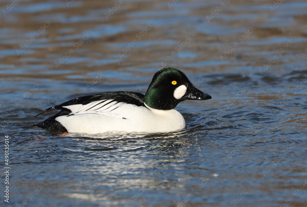 goldeneye goldeneye
