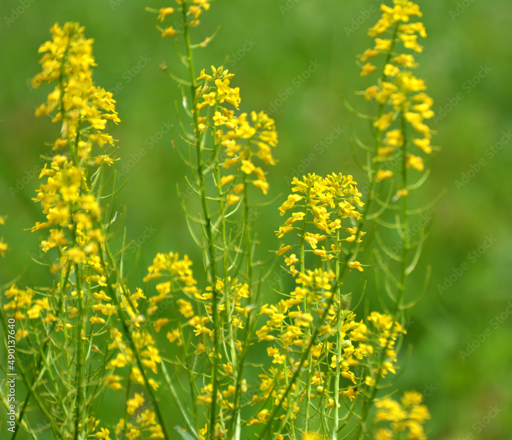 Wild turnip (Barbarea vulgaris) blooms in nature Wild turnip (Barbarea vulgaris) blooms in nature