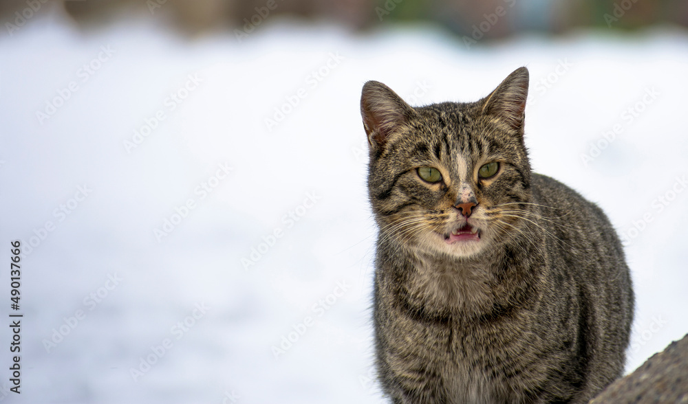 close-up stray cat with snow scene in background in winter close-up stray cat with snow scene in background in winter