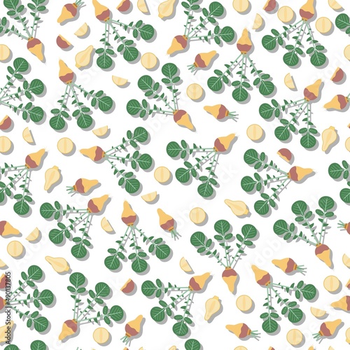 Seamless background of rutabaga. Whole, half, and sliced of Swedish turnip. Root of swede. Flat style. Root vegetables. Pattern. Vector illustration isolated on white background