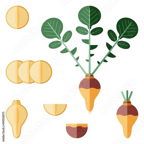 Set of rutabaga for banners, flyers, posters, cards. Whole, half, quarter, slices of Swedish turnip. Root of swede. Flat style. Root vegetables. Vector illustration isolated on white background