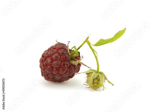 Ripe raspberry berries on a white background