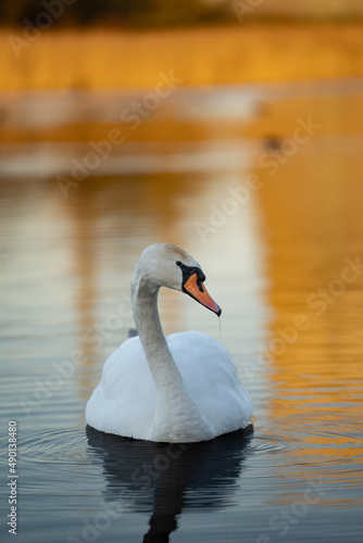 Fototapeta Naklejka Na Ścianę i Meble -  Beautiful shot of a white swan on the lake