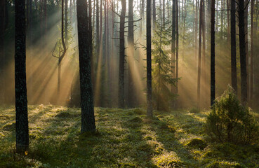 Foto auf Leinwand Wald Schöne Aufnahme eines Waldes während des Tages im Herbst  © Karolis Ceponis/Wirestock