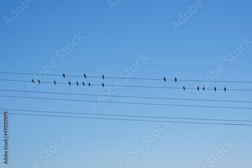 Pigeons on power lines and blue sky