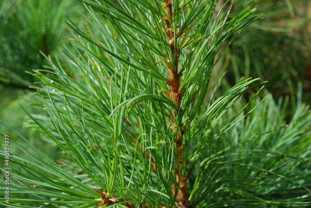 Long thin needles of cedar wood. Green background of long curved needles growing on a cedar branch. The needles are illuminated by the sun's rays and grow in different directions. Long thin needles of cedar wood. Green background of long curved needles growing on a cedar branch. The needles are illuminated by the sun's rays and grow in different directions.