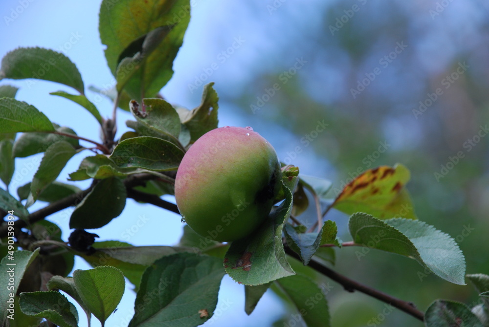 Green apple on an apple tree. A medium-sized green apple begins to ripen and turn red on one side. The fruit hangs on a tree branch among green foliage. Green apple on an apple tree. A medium-sized green apple begins to ripen and turn red on one side. The fruit hangs on a tree branch among green foliage.