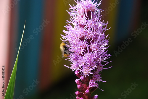 Liatris spikelet begins to bloom. Pink-purple flowers with long thin petals bloom next to each other. A yellow-black bumblebee sits on a flower and collects nectar.