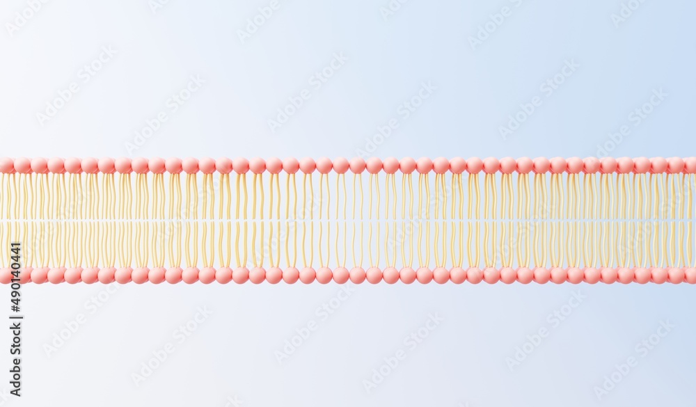 3d render cell membrane Phospholipid Bilayer. Layers of molecules. Gene expression. nucleotide database. Fluid mosaic model for education. Human gene. Plasma membrane structures. 3d render cell membrane Phospholipid Bilayer. Layers of molecules. Gene expression. nucleotide database. Fluid mosaic model for education. Human gene. Plasma membrane structures.