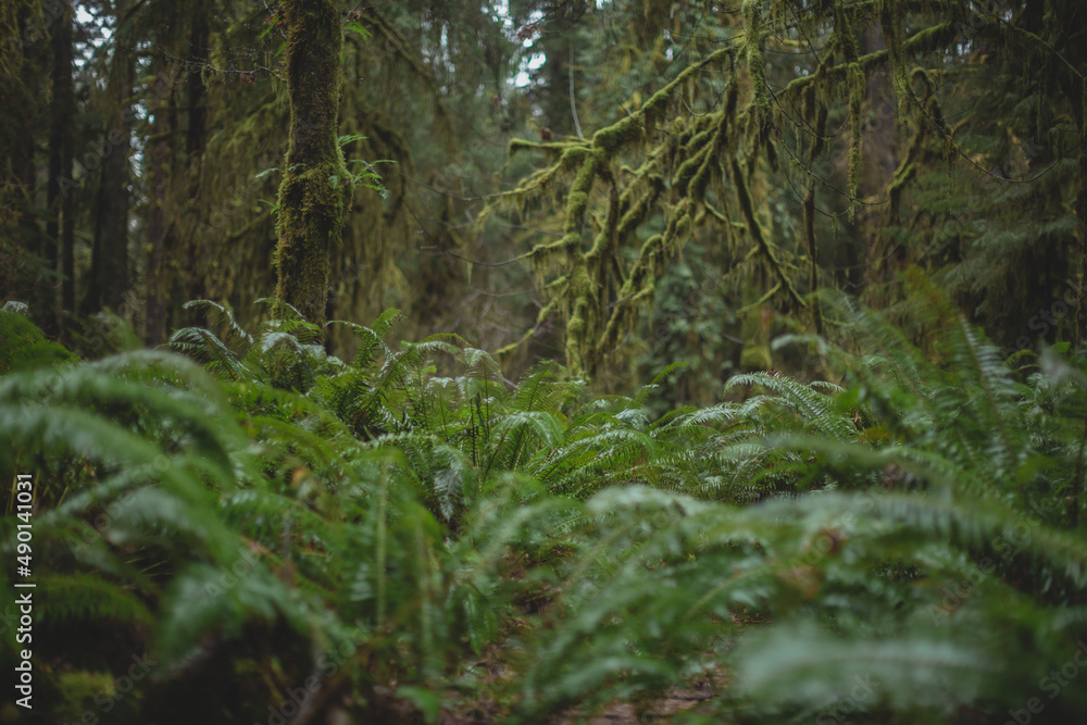 fern in the woods fern in the woods