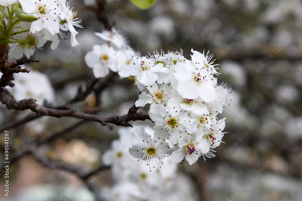 Flowering of an almond tree, prunus dulcis, Spain. Copy space. Flowering of an almond tree, prunus dulcis, Spain. Copy space.