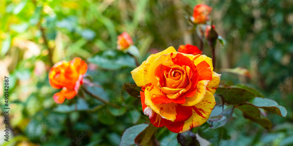 Panorama with a beautiful rose bud with multi-colored yellow and red petals close-up in the garden on a blurred background with copy space