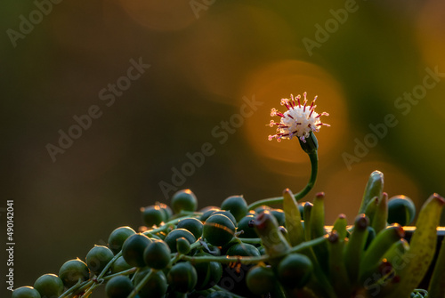 Shallow focus of a  bud Curio rowleyanus flower with bokeh blurred lights photo