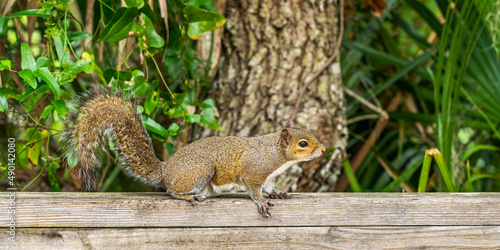 A wild squirrel on the railing of a wooden walkway begging for treats from tourists in a park in Florida. Side view
