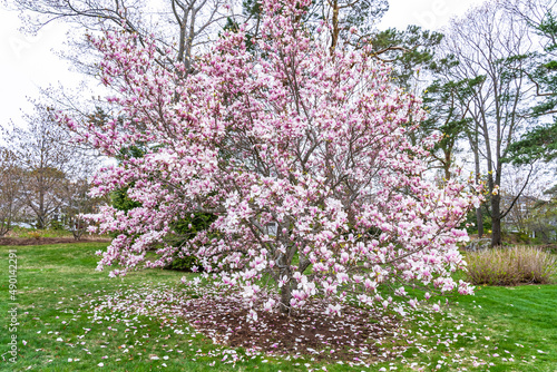 Beautiful white-pink delicate inflorescences on a magnolia bush in a park in early spring