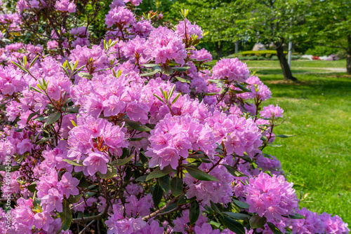 Bright pink flowers on a deciduous azalea (rhododendron) bush bloom in a park in May in Newburyport, Massachusetts, USA