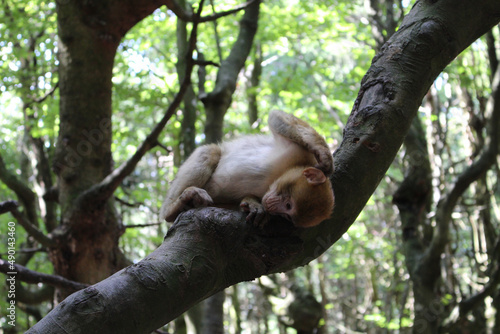 Brown furry macaque on the tree in the wild photo