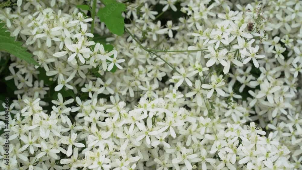 Small white fragrant flowers of clematis erect or clematis flammula in the summer garden close-up. Floral natural background. High quality 4k footage Small white fragrant flowers of clematis erect or clematis flammula in the summer garden close-up. Floral natural background. High quality 4k footage