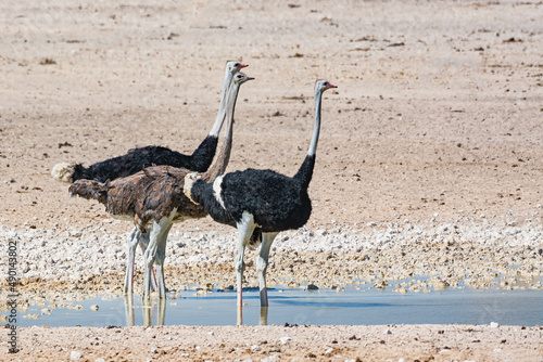 Common ostrich (Struthio camelus), large birds at a waterhole, Etosha national park, Namibia