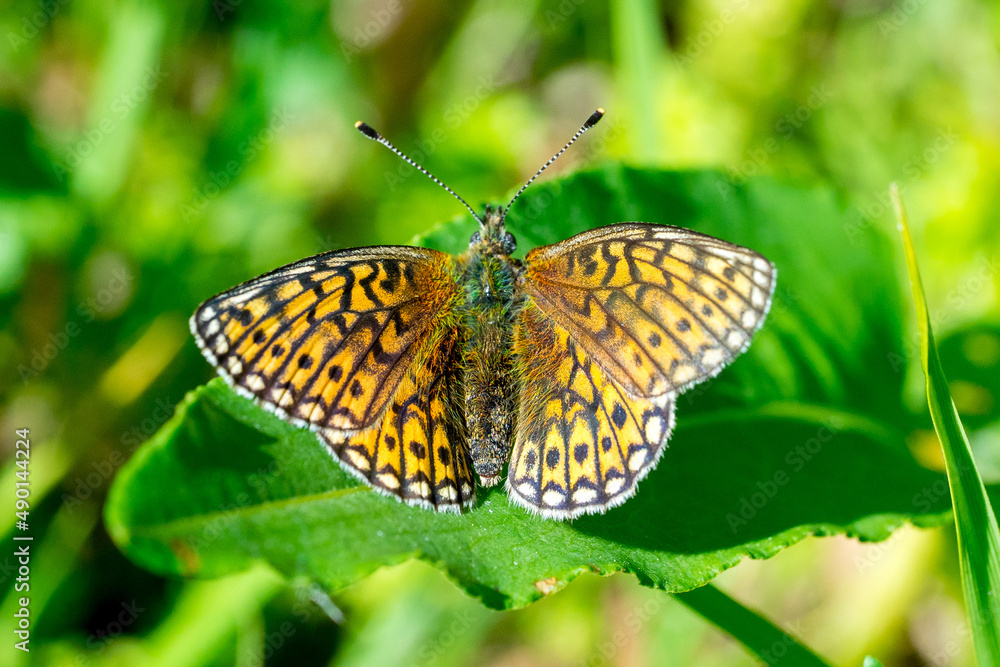 Closeup of a bog fritillary butterfly (Boloria eunomia) Closeup of a bog fritillary butterfly (Boloria eunomia)