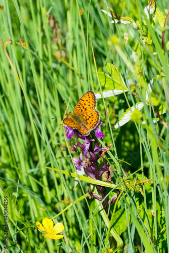 Closeup of a lesser marbled fritillary butterfly (Brenthis ino) on marsh orchid flowers photo