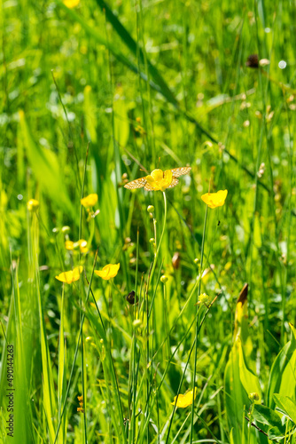 Flowering marsh area grassland with a marsh fritillary butterfly (Euphydryas aurinia) photo