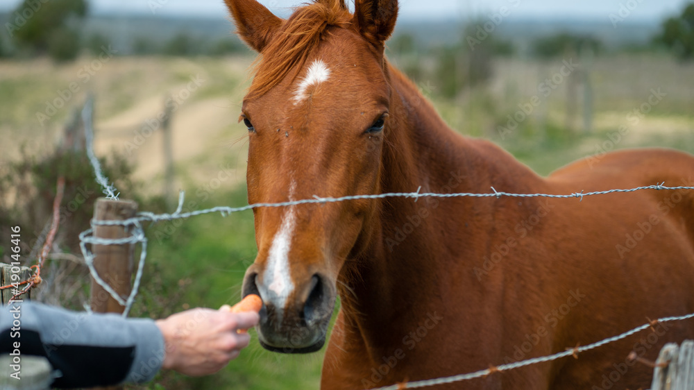 Obraz premium cavalo campo