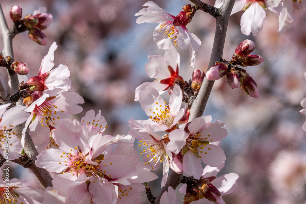 Spring banner of pink flowers on a tree branch Spring banner of pink flowers on a tree branch