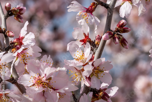 Spring banner of pink flowers on a tree branch