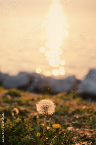Beautiful dandelion flower against orange sunset sky with bokeh close up. Natural and abstract backgrounds. Adriatic seaside.
