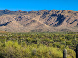 Landscape view of mountains and cactuses in a desert at Saguaro National Park