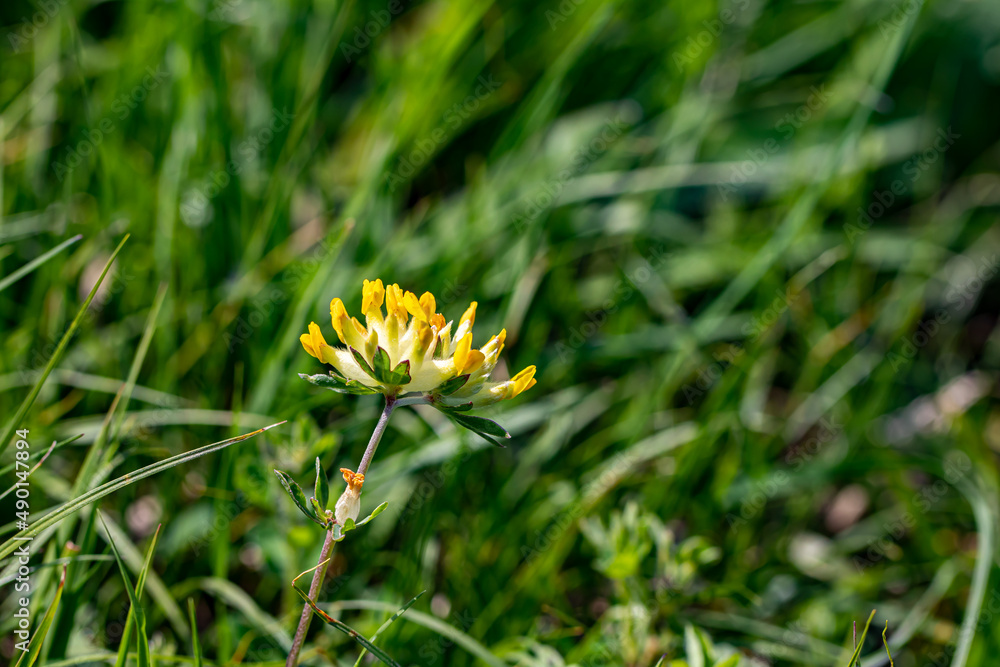 Anthyllis vulneraria ssp. alpestris flower in mountains, close up shoot Anthyllis vulneraria ssp. alpestris flower in mountains, close up shoot