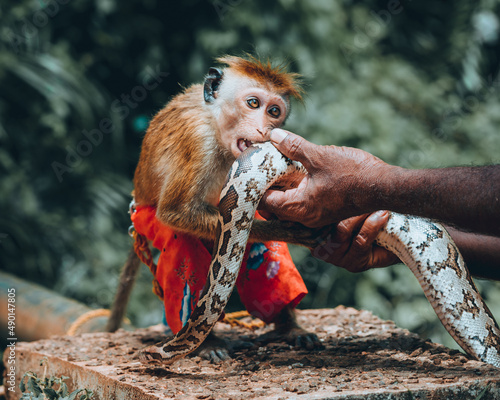 Photography Closeup shot of a person holding a snake near a monkey in a park in Sri Lanka